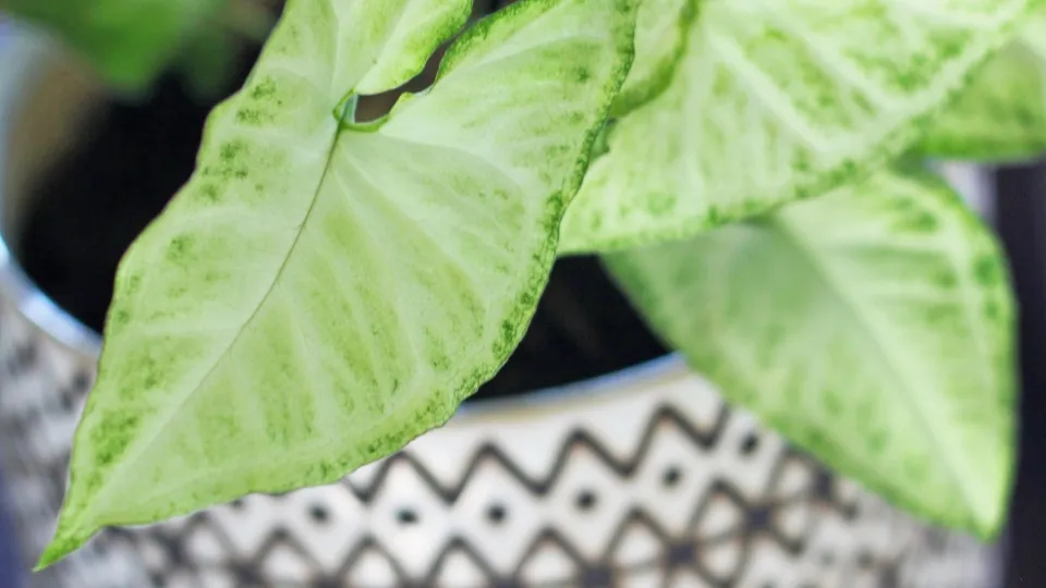 Pale green arrowhead plant leaves spilling over the rim of a black and white zigzag-patterned ceramic pot.