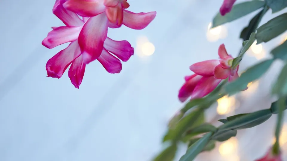Bright pink Christmas cactus flowers opening at the ends of arching segmented stems, with soft out-of-focus lights behind them.