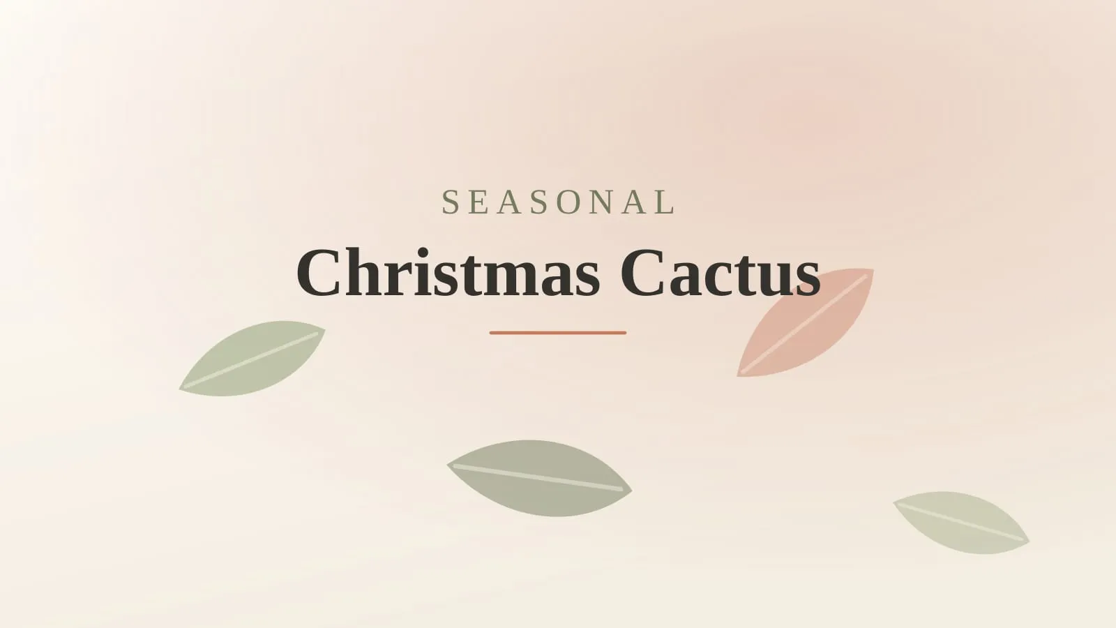 A Christmas cactus with pink flowers and arching segmented stems on a windowsill in cool winter daylight.