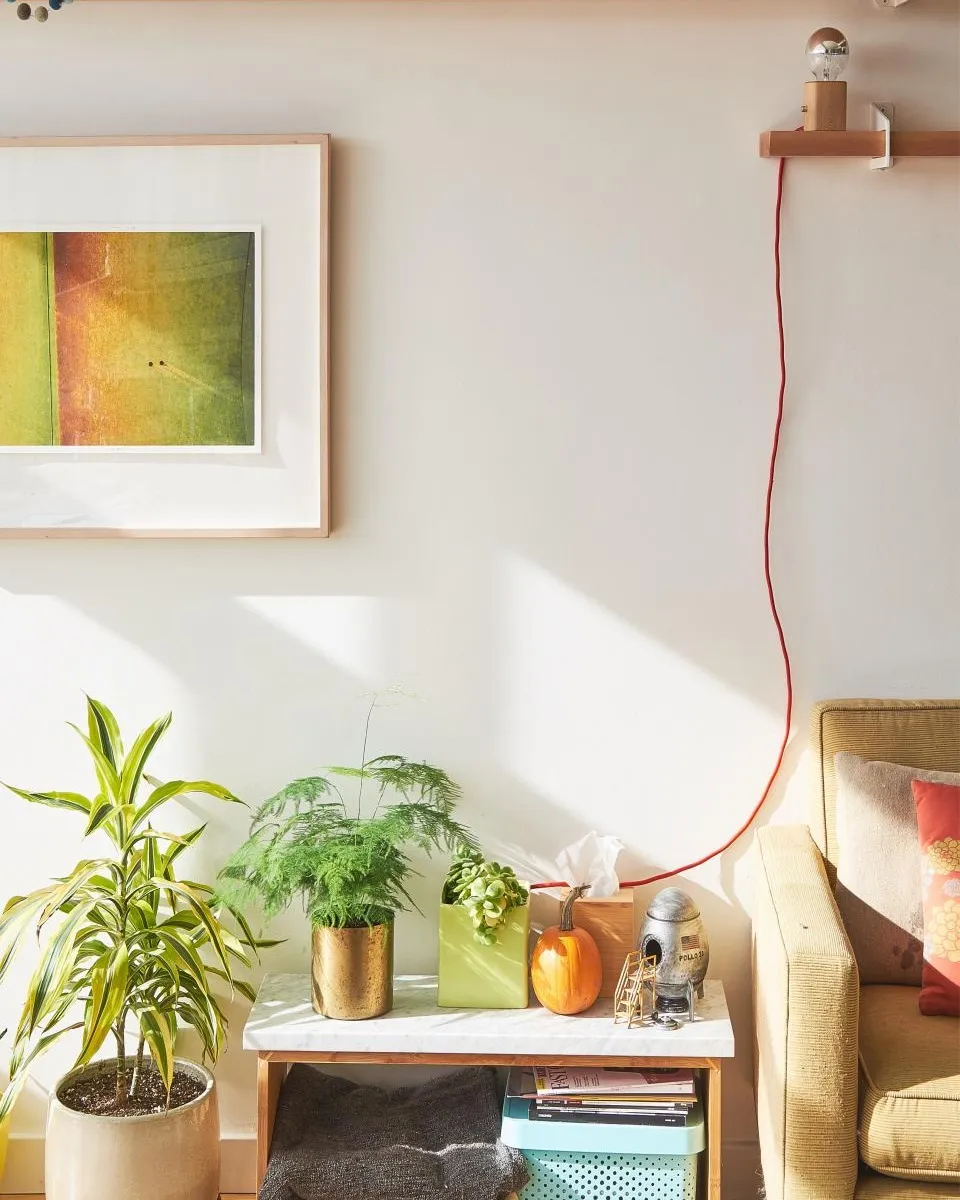 A dracaena and an asparagus fern on a side table beside an armchair, late sun falling across the wall behind them.
