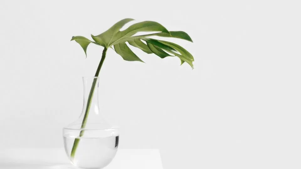 A single monstera leaf cutting standing in a clear glass carafe, its stem visible through water filled to just below the rim.