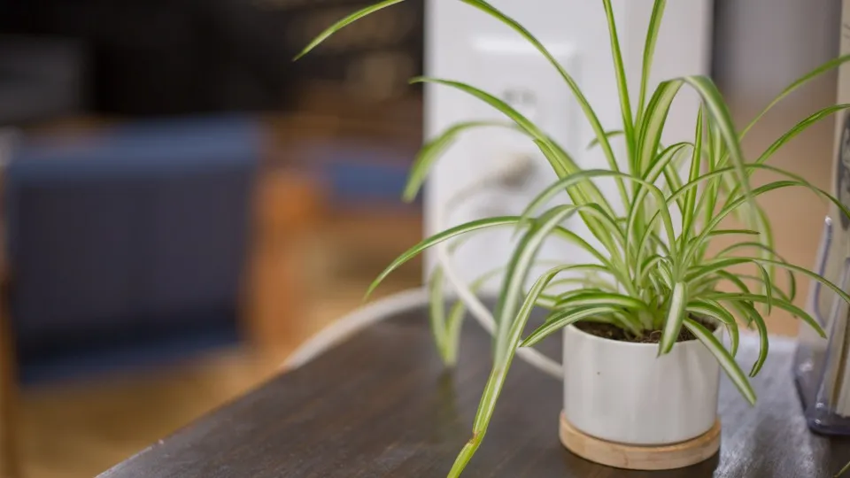 A spider plant in a white pot on a dark wooden table, in a room lit only by indirect daylight from somewhere off to the side.