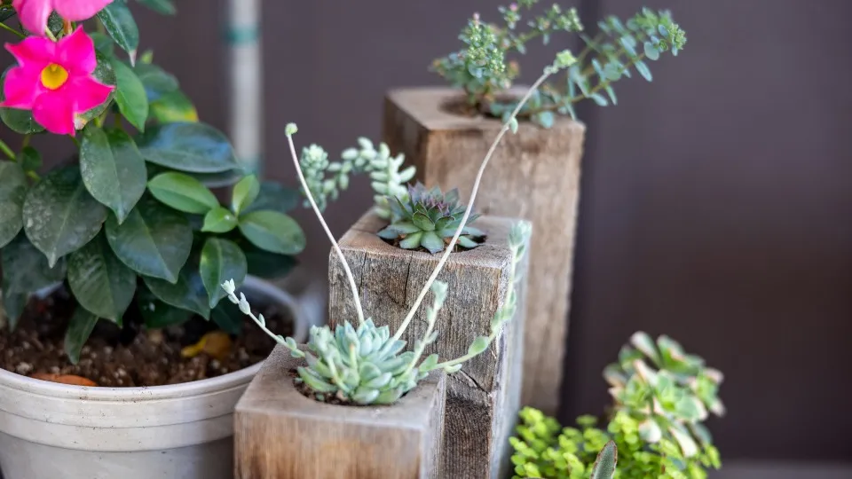 Small succulents and potted plants arranged on rustic wooden blocks, a pink flowering plant at the front.