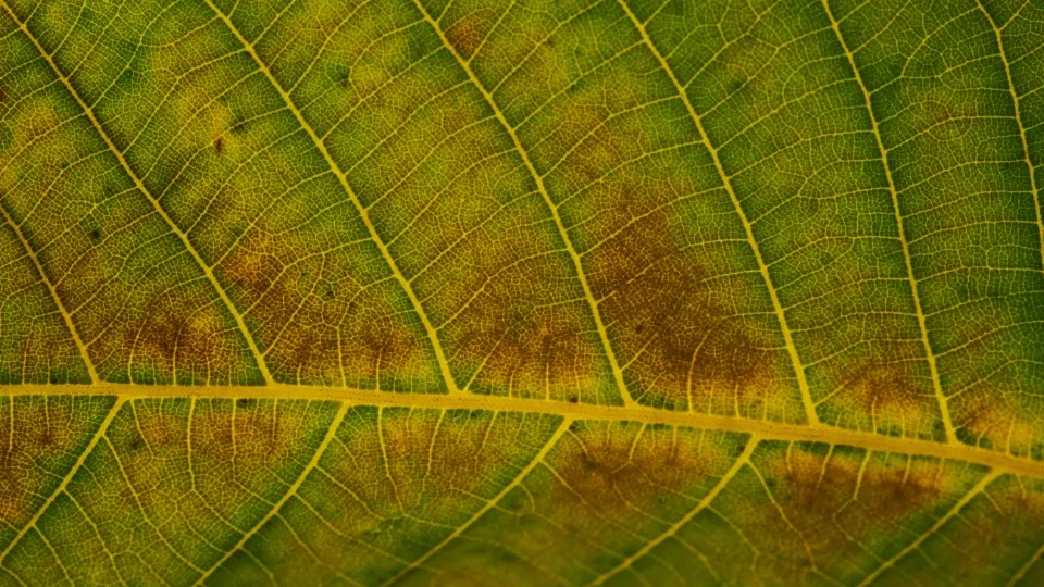 Close-up of a leaf yellowing between its veins, brown mottling spreading across the blade while the veins themselves stay green.