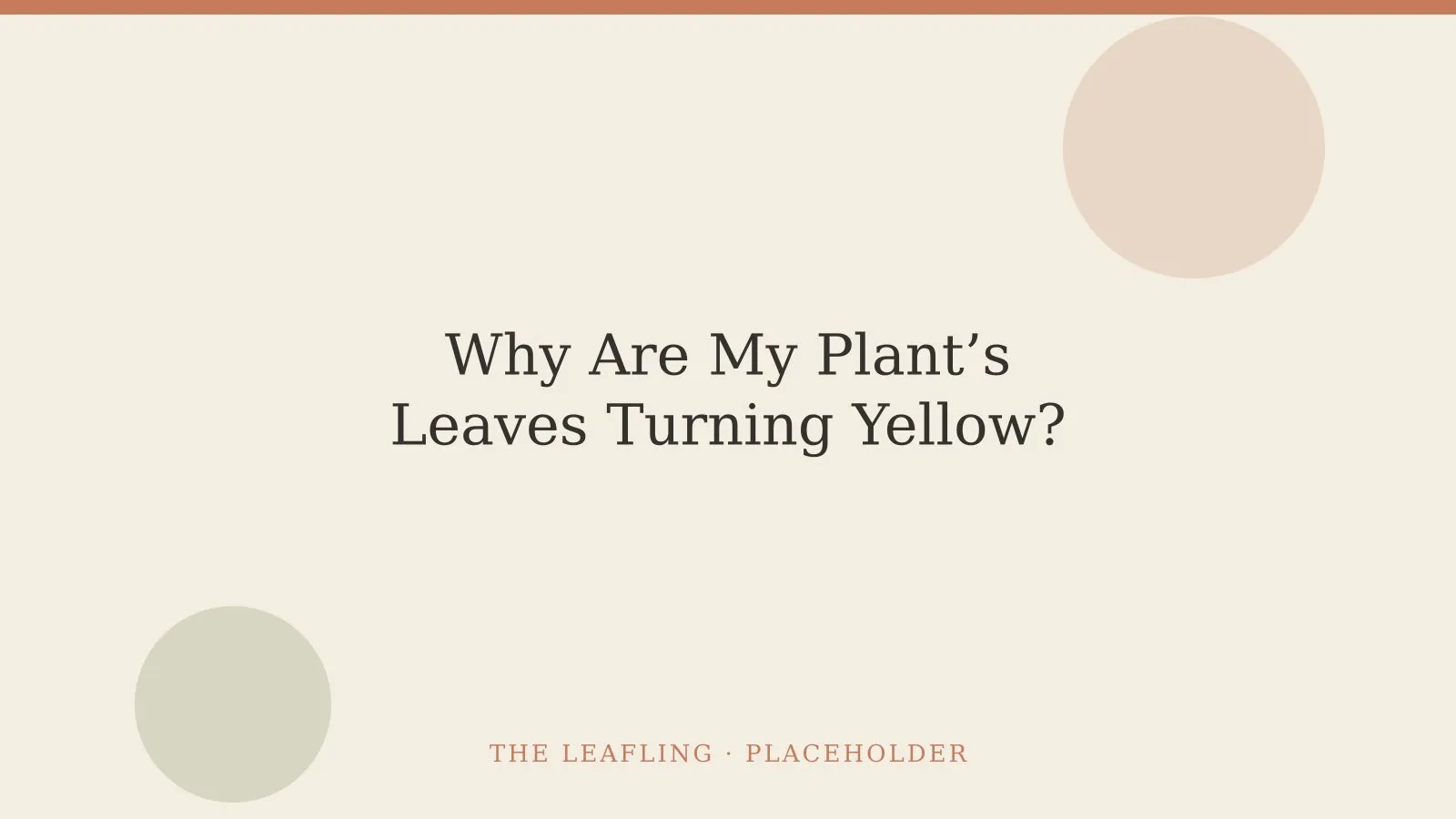 A potted houseplant on a windowsill in warm afternoon light, with one yellowing lower leaf among healthy green ones.